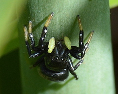 Heliophanus orchesta