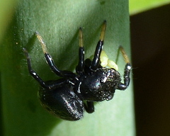 Heliophanus orchesta