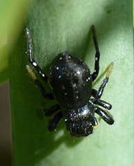 Heliophanus orchesta