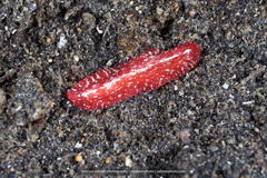 Pseudoceros cruentus