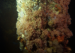 Stolonica australis