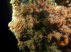 Stolonica australis