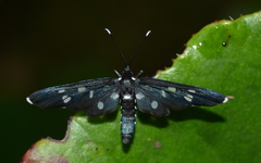 Amata longipes