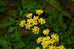 Tauschia texana