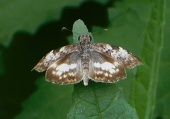 Chiomara georgina georgina