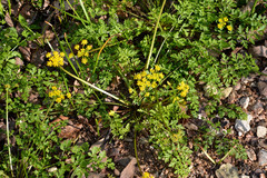 Tauschia texana