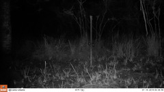 Trichosurus cunninghami