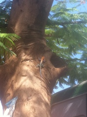 Agama dodomae dodomae