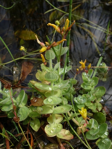 Hypericum elodes (Hypericum elodes)