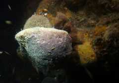 Austrodromidia octodentata