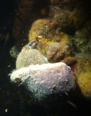 Austrodromidia octodentata