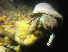 Austrodromidia octodentata