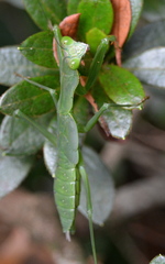 Polyspilota aeruginosa