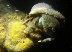 Austrodromidia octodentata