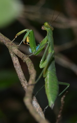 Polyspilota aeruginosa