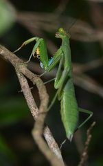 Polyspilota aeruginosa