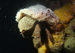 Austrodromidia octodentata