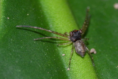 Pherecydes