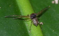 Pherecydes
