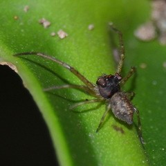 Pherecydes