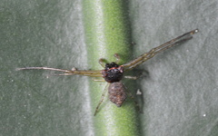 Pherecydes