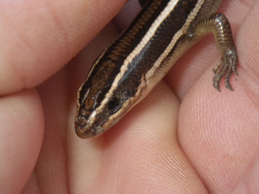 Gilbert's Skink