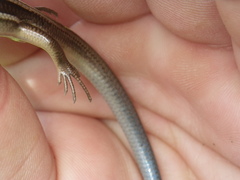 Plestiodon gilberti
