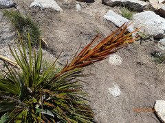 Aciphylla trifoliolata