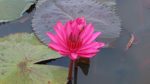 Nymphaea rubra
