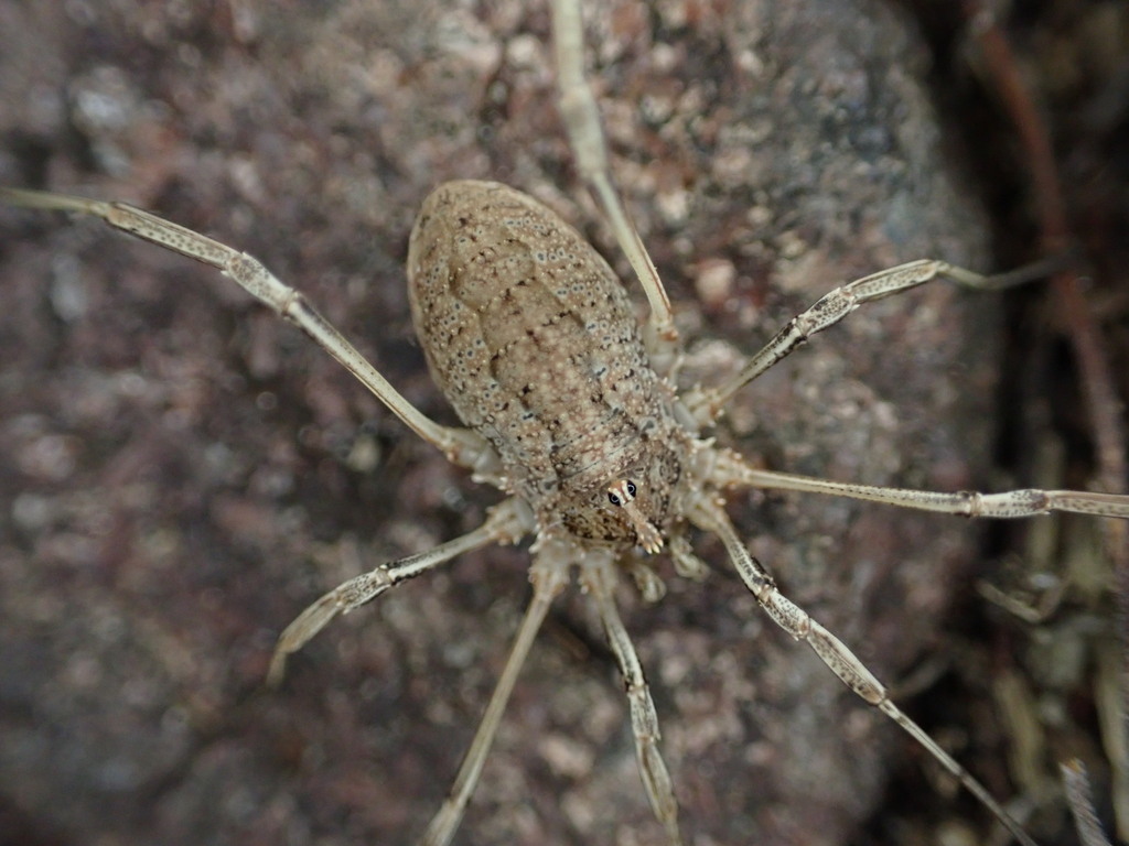 Odiellus troguloides