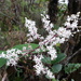 Maianthemum paludicola - Photo (c) Nate Hartley, algunos derechos reservados (CC BY-NC), subido por Nate Hartley