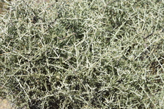 Cyclolepis genistoides