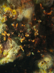 Schizoporella errata