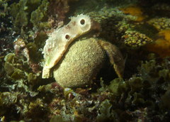 Austrodromidia octodentata