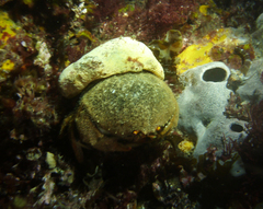 Austrodromidia octodentata