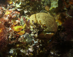 Austrodromidia octodentata