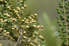 Larrea nitida