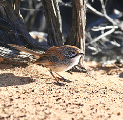 Sandhill Grasswren photo 1