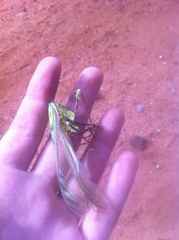 Idolomantis diabolica