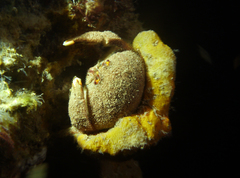 Austrodromidia octodentata