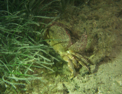 Nectocarcinus integrifrons