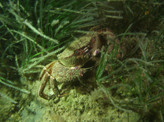 Nectocarcinus integrifrons