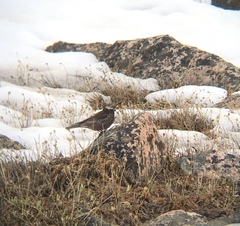 Leucosticte atrata