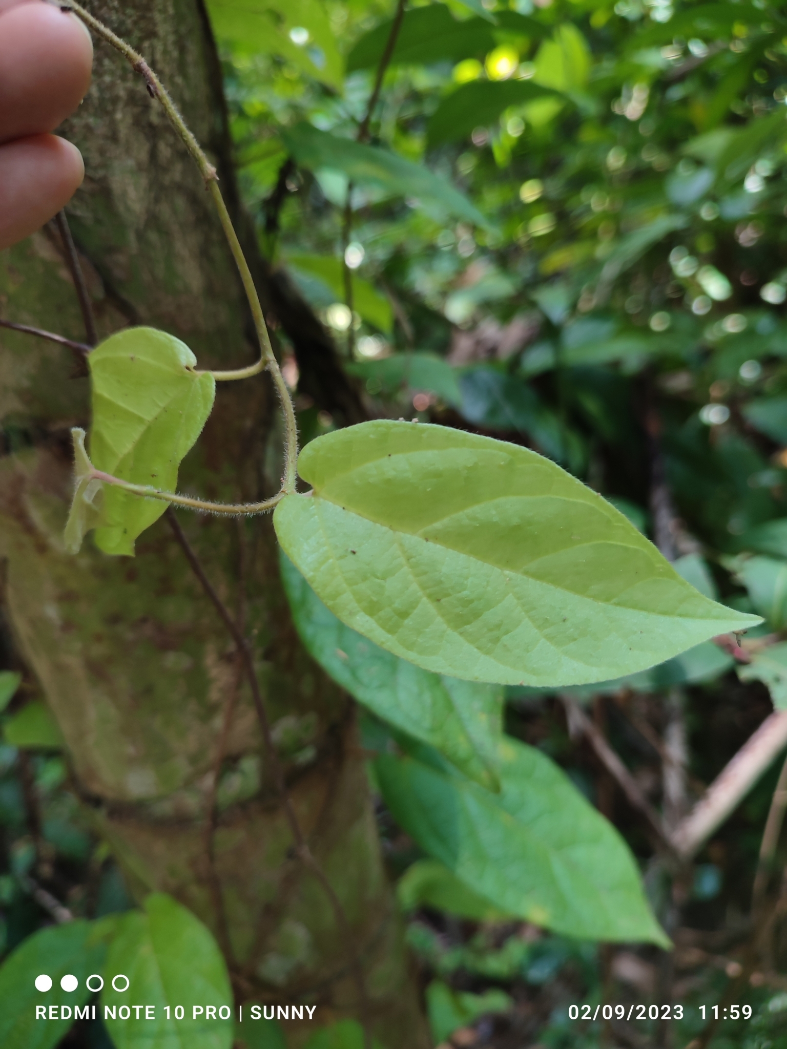 Imagem de Jiboia-falsa