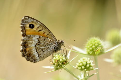 False Grayling