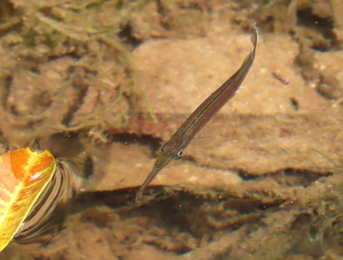 Forest halfbeak (Hemirhamphodon pogonognathus) — Zenarchopteridae — 3
