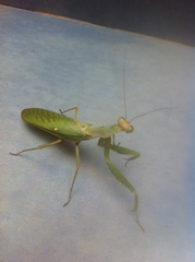 Sphodromantis