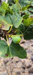 Ficus carica image