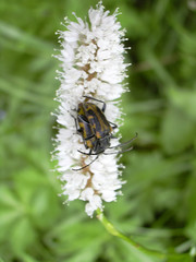 Brachyta interrogationis