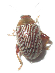 Calotheca